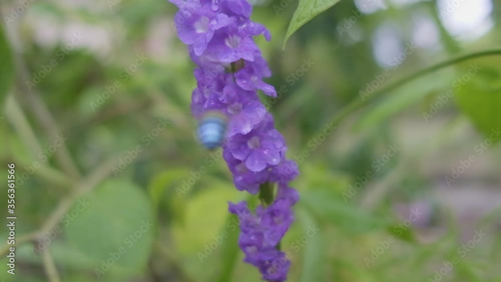 Little Blue banded Bee hopping around some little purple flowers in slow motion Little Blue banded Bee hopping around some little purple flowers in slow motion