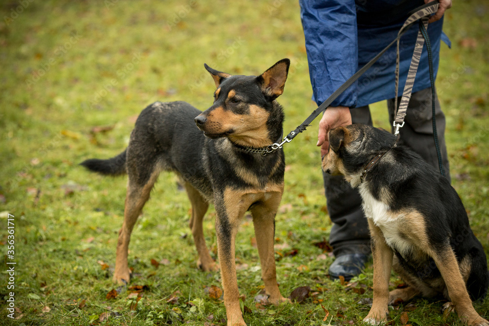 Dogs from a dog shelter with a volunteer. A stray dog in the park with sad eyes. Pet for a walk with the hostess. Take me home. Image with selective focus, noise effect and toning. Russia. Dogs from a dog shelter with a volunteer. A stray dog in the park with sad eyes. Pet for a walk with the hostess. Take me home. Image with selective focus, noise effect and toning. Russia.