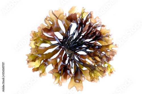 Fototapeta edible seaweed on white background