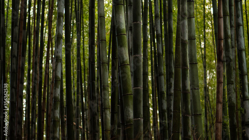 Bamboo forest background in Kyoto  Japan 