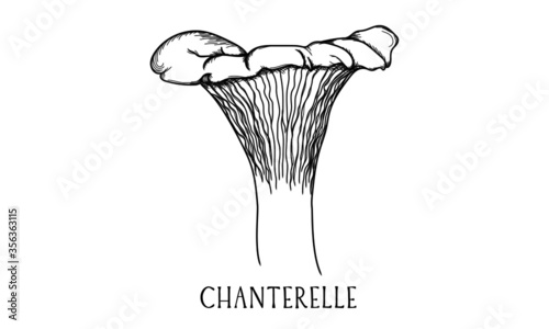 Hand drawn botanical vector art of a chanterelle mushroom