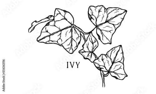 Hand drawn botanical vector art of blue bells