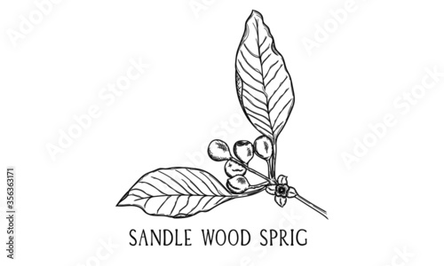 Hand drawn botanical vector art of a Sandle Wood Sprig