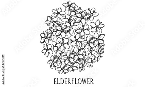 Hand drawn botanical vector art of Elderflower photo