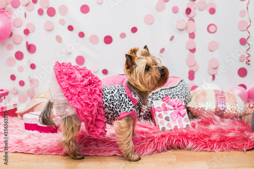 
Yokshire Terrier's birthday girl in pink, shot with pulsed light closeup. photo