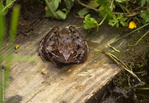 A large brown toad with black stripes sits on a woodboard near the pond. View from the front photo