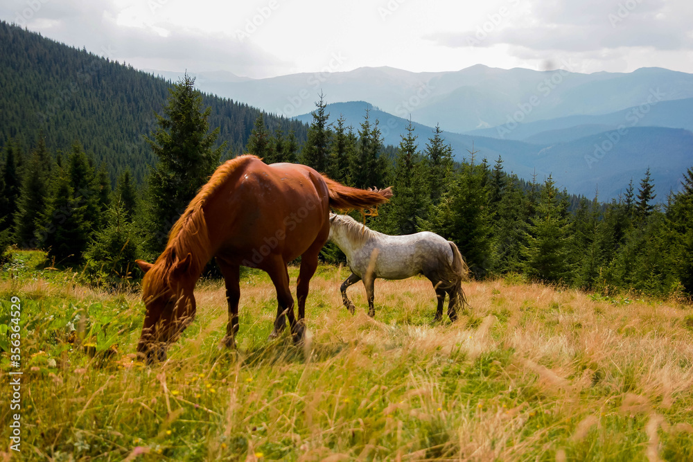 Beautiful horses graze on the lawn, high mountains in the background, bright green grass