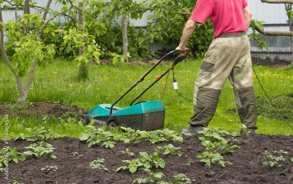 A man mows grass with an electric lawnmower in the garden. You can see the electric wire. Potatoes grow nearby. A man mows grass with an electric lawnmower in the garden. You can see the electric wire. Potatoes grow nearby.