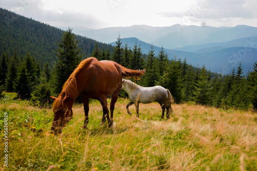 Beautiful horses graze on the lawn, high mountains in the background, bright green grass
