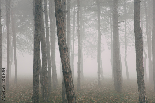 Trees in the foggy winter day