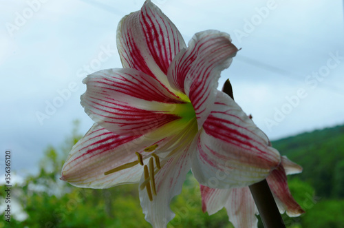 Closeup of a Hippeastrum Correiense. It is a flowering perennial herbaceous bulbous plant, in the family Amaryllidaceae. photo