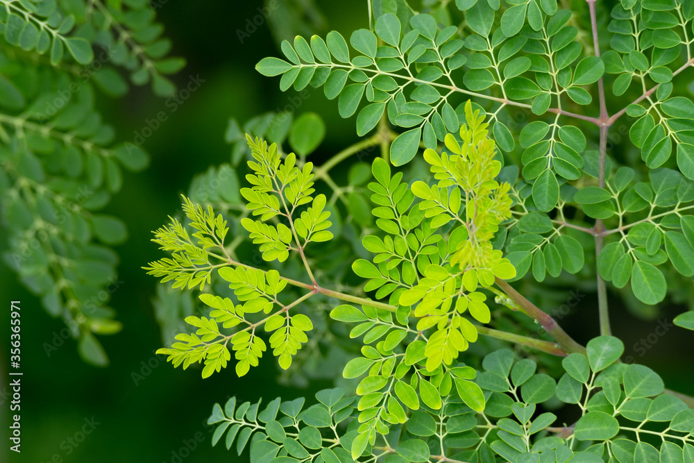 Fresh moringa leaves background