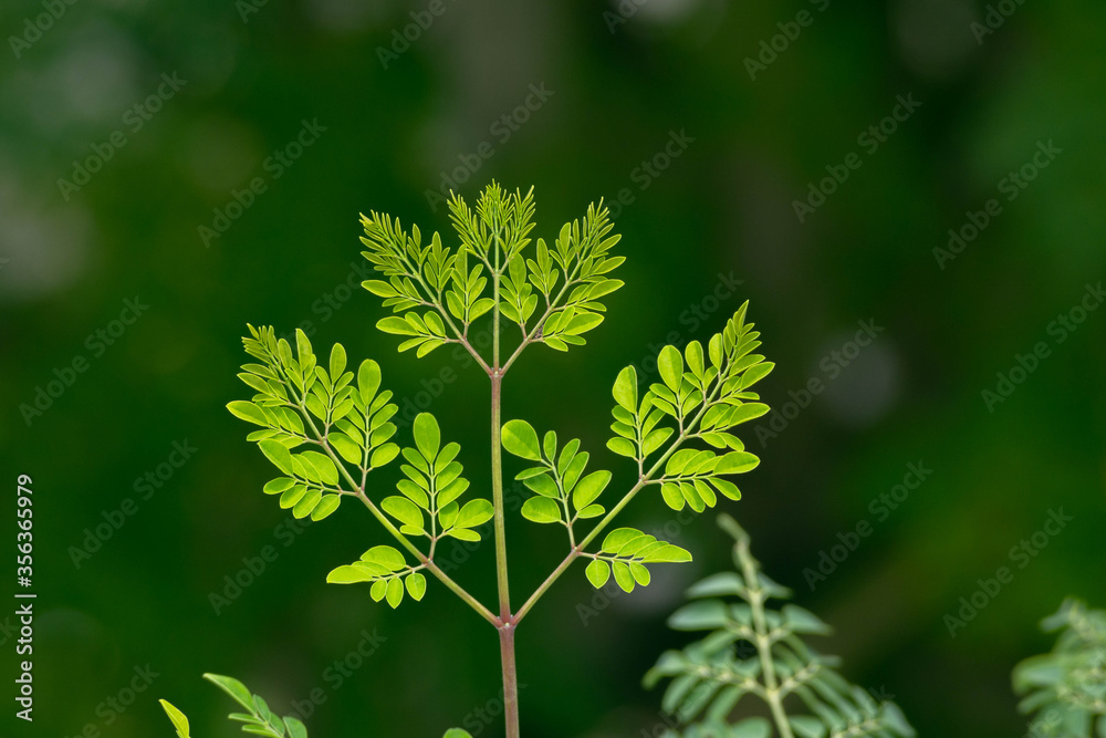 Fresh moringa leaves background Fresh moringa leaves background