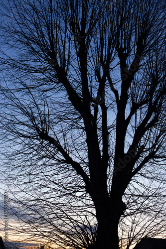 Arbre