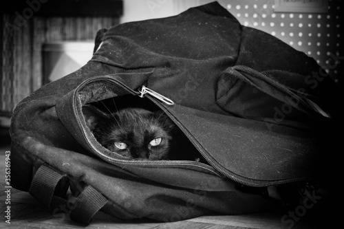 Chat