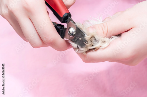 Care for the dog's claws. Pruning of dog claws with a special claw-cutting tool. Paw of a dog close-up. Concept of grooming pet care.