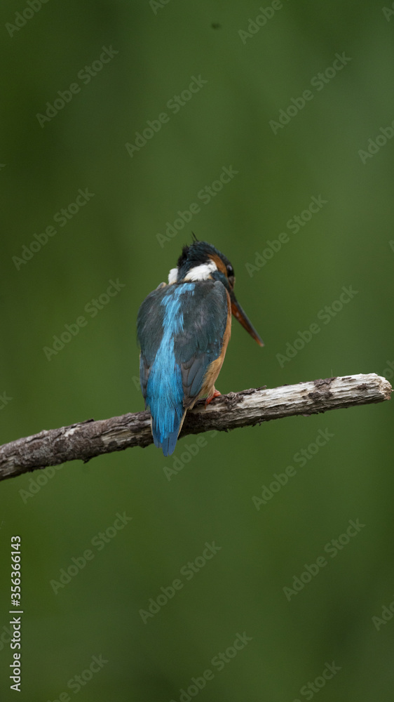 Naklejka premium Martin Pescatore