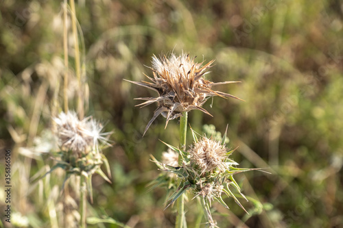 Milk Thistle  Silybum marianum  prickly dry plant