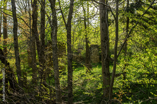 ruiny cerkwi w miejscowości Hulskie - Bieszczady © wedrownik52