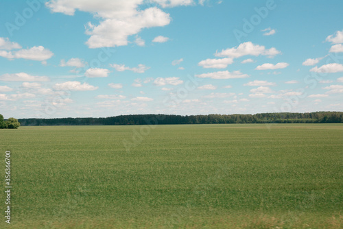 Empty wheat field in European country side.