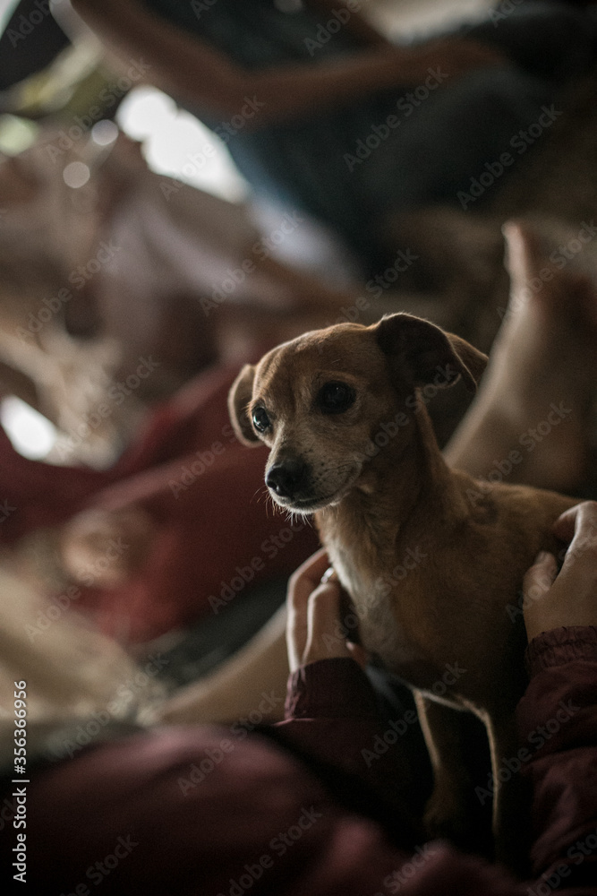 Cute little dog in the arms of a girl. Warm cozy evening in the mound of friends and pets. Image with selective focus, noise effect and toning