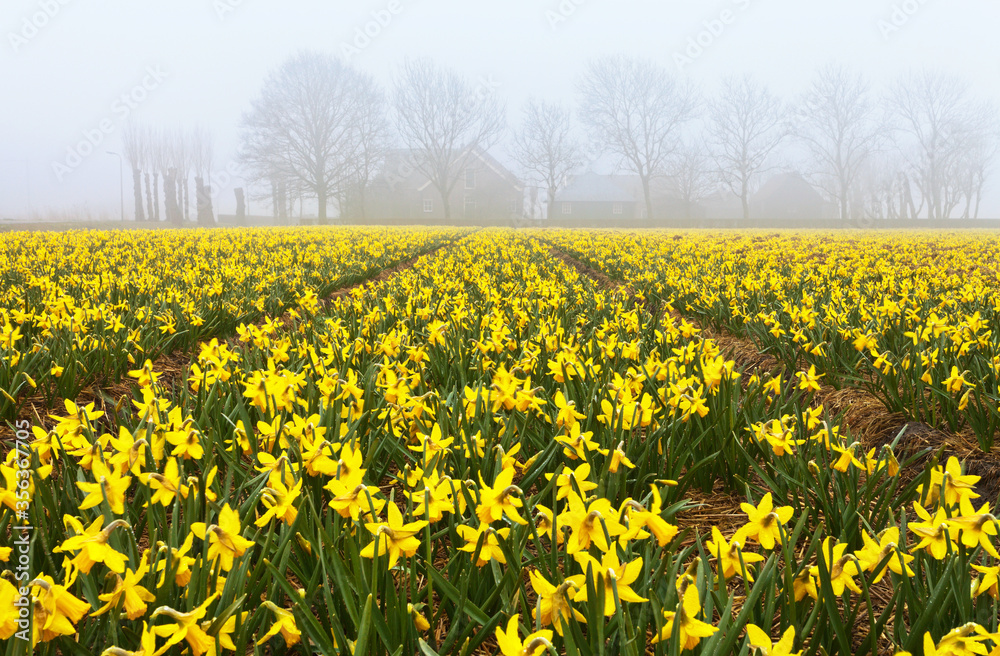 Netherlands. Beautiful rural landscape with traditional Dutch fields of yellow daffodils at spring foggy rainy morning
