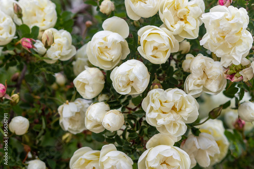 Beautiful rose bouquet close-up. Rosa spinosissima has blossomed on the site