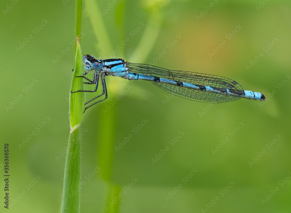 Eine kleine blaue Libelle Eine kleine blaue Libelle