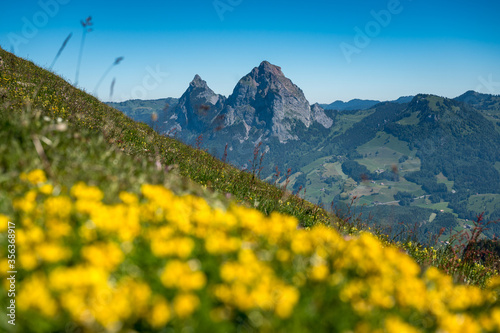 Aussicht auf den Grosse Mythen in der Zentralschweiz im Sommer mit Wildblumen