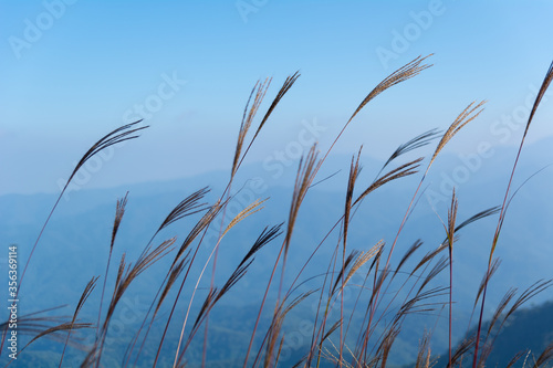 Grass flower with mountain range in the background.