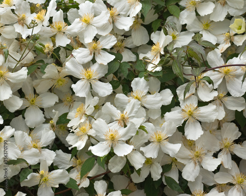 White spring-flowering Clematis in full bloom. Botanical name Clematis Montana Alba