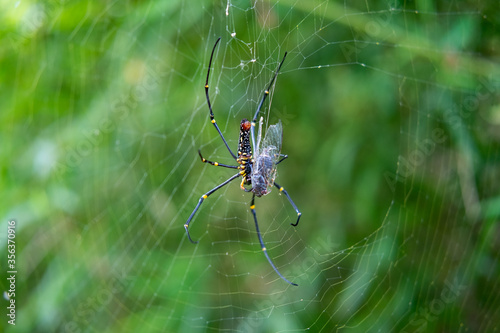 Wild Spider finishing its prey