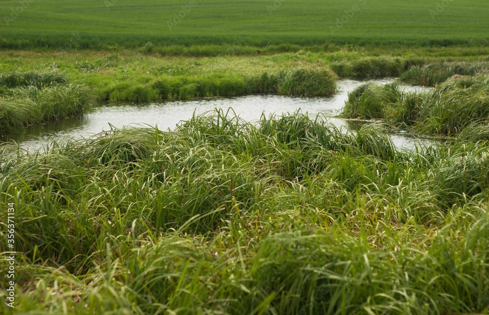 swampy terrain in the field. a lake in the middle of a field.
swampy terrain in the field. a lake in the middle of a field.