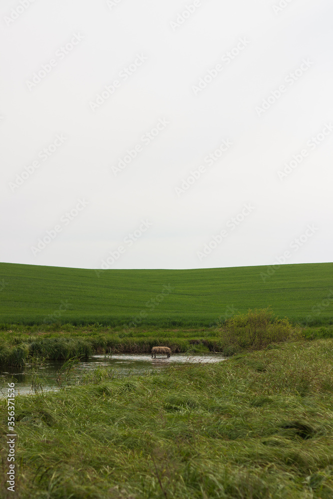 Fototapeta premium swampy terrain in the field. a lake in the middle of a field. 