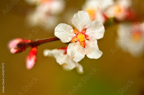 Cherry blossom felt Latin  Prunus tomentosa. Warm shade. Spring blooming in the garden
