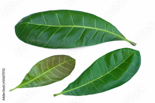 Anacardium occidentale leaves isolated on white background.