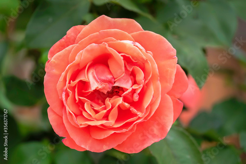 Beautiful Delicate Fresh Rose Close-up