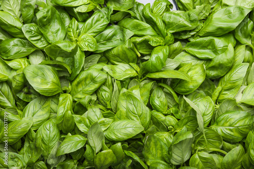 Fresh green basil as background