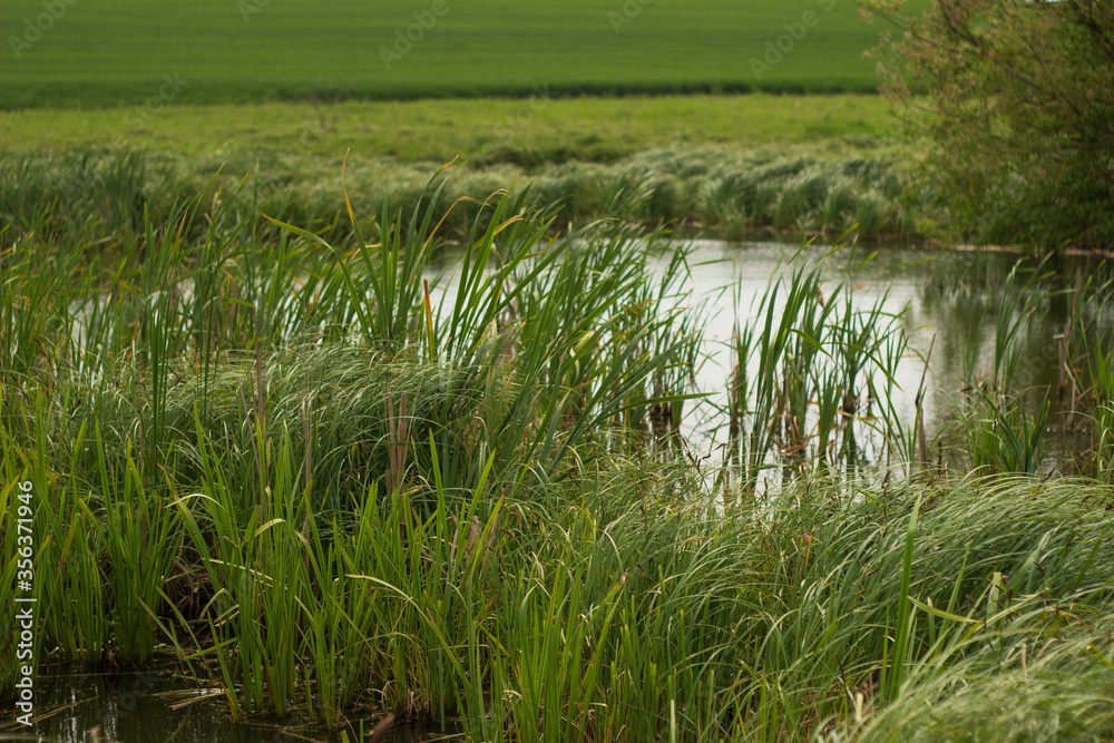 swampy terrain in the field. a lake in the middle of a field.
swampy terrain in the field. a lake in the middle of a field.
