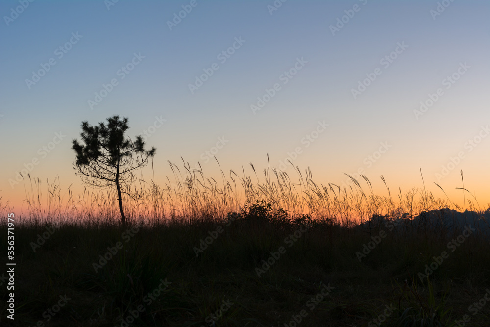 Naklejka premium silhouette of grass field with a tree during dusk