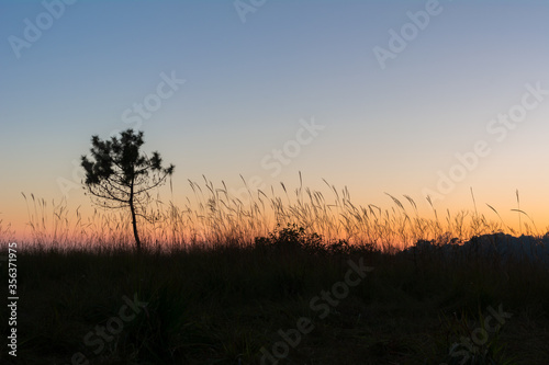 silhouette of  grass field with a tree during dusk
