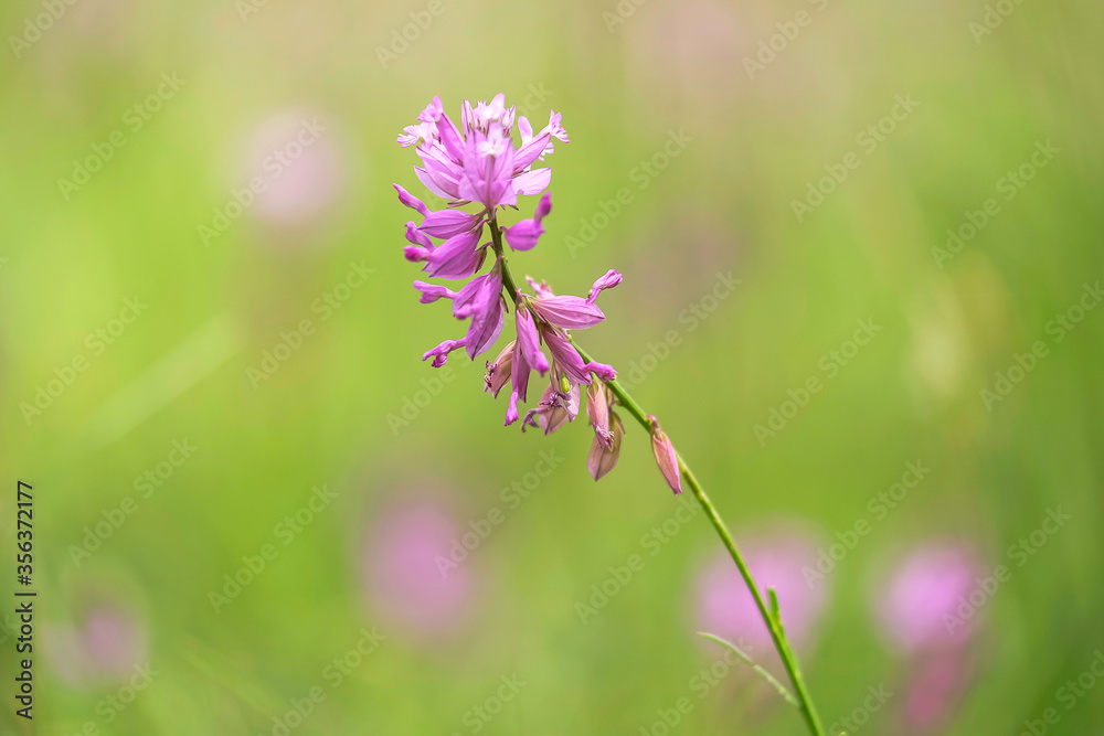 Purple Field Plant with Blurred Background Close-up 1 Purple Field Plant with Blurred Background Close-up 1