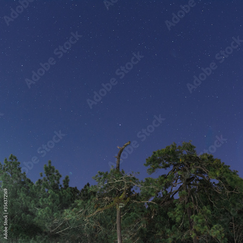 Starry night in the forest. photo