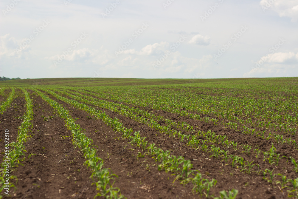 corn in the field. seedlings germinate