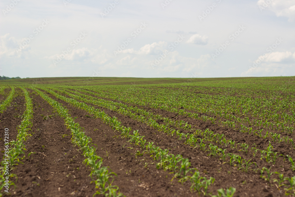 corn in the field. seedlings germinate corn in the field. seedlings germinate