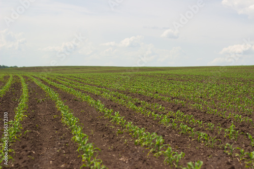 corn in the field. seedlings germinate