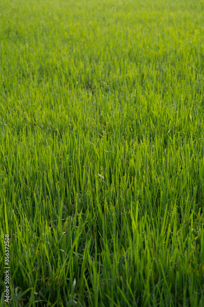 Green paddy field  during the morning.