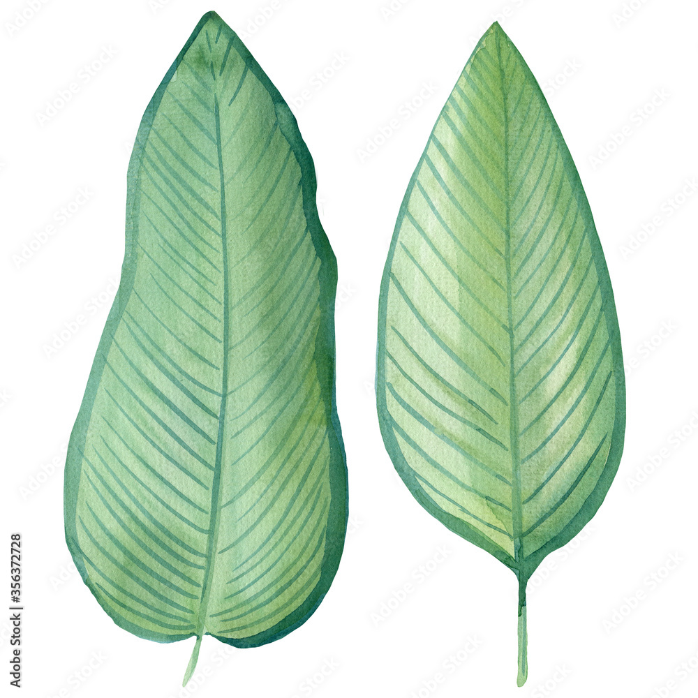 Obraz premium Watercolor sketch, tropical leaves on a white background, boho illustration