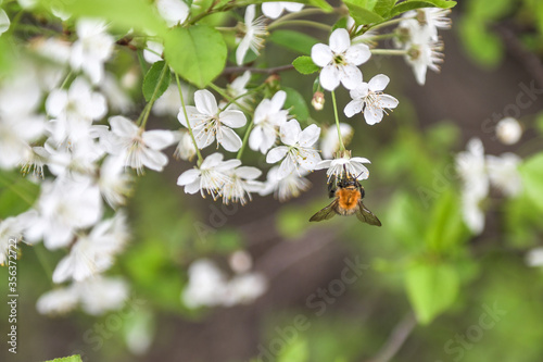bee on a flower © Котов Александр