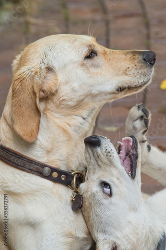 Welpe möchte gerne mit ausgewachsenem Hund spielen photo